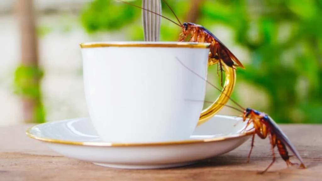 ¿Lo tomarías? Lanzan al mercado café elaborado con cucarachas molidas
