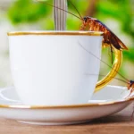 ¿Lo tomarías? Lanzan al mercado café elaborado con cucarachas molidas