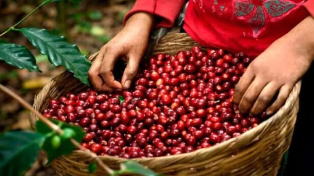 Exportadores de café celebran prórroga de la UE a iniciativa cero deforestación