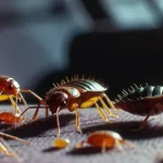 Una plaga de chinches obliga a cerrar un prestigioso cine de París