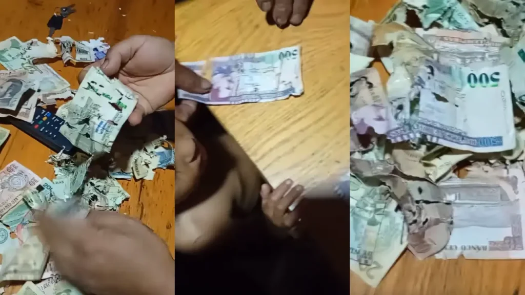 ‘Se cancelan los estrenos’: ratones le ‘comen’ los ahorros a familia hondureña