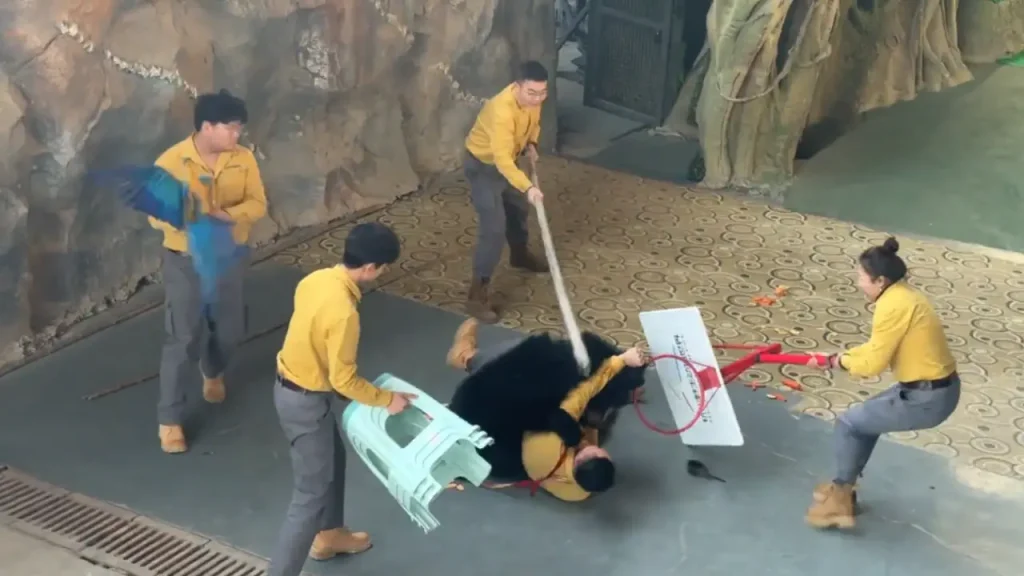 Oso negro ataca a su cuidador durante un espectáculo en China