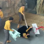 Oso negro ataca a su cuidador durante un espectáculo en China