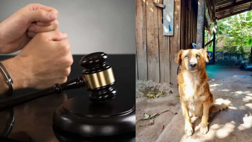 Detención judicial a hondureño acusado de matar a un perro con arma blanca