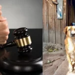 Detención judicial a hondureño acusado de matar a un perro con arma blanca