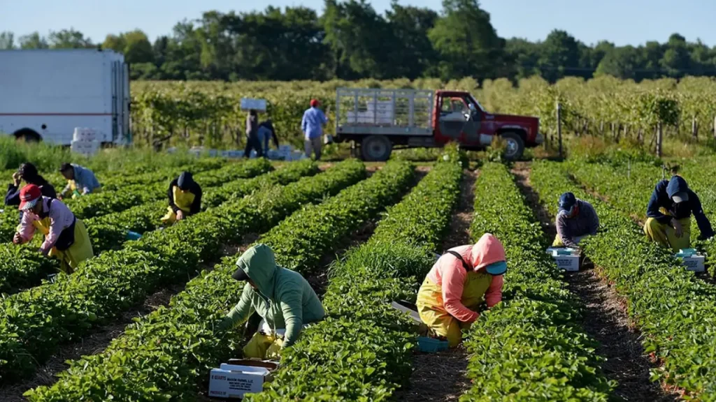 Marroquíes, colombianos y hondureños lideran empleo inmigrante temporal en España