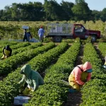 Marroquíes, colombianos y hondureños lideran empleo inmigrante temporal en España