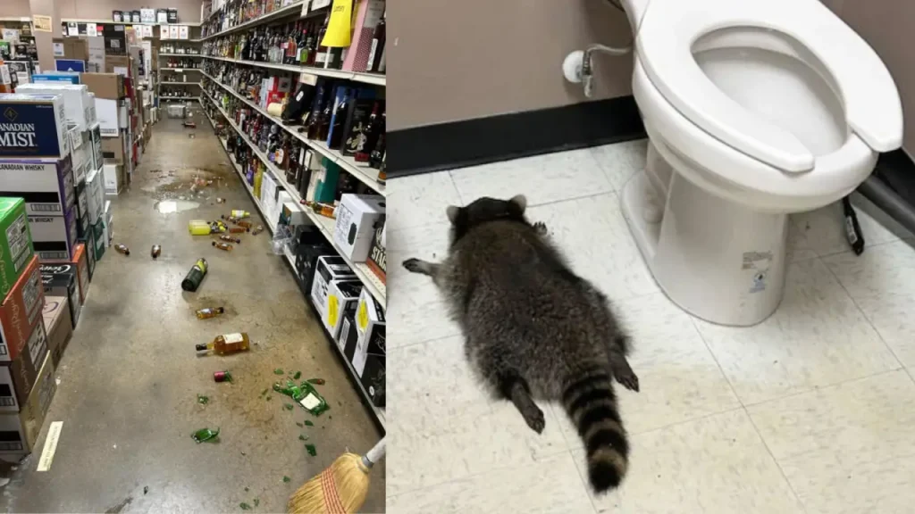 Mapache ingresa a una licorería y termina borracho en el baño