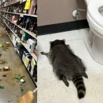 Mapache ingresa a una licorería y termina borracho en el baño