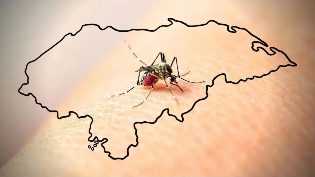 Alertan ingreso del mosquito tigre a Honduras, transmisor de dengue y chikungunya