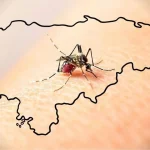 Alertan ingreso del mosquito tigre a Honduras, transmisor de dengue y chikungunya