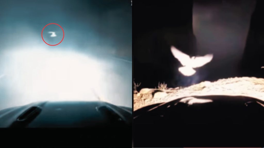 ¿Señal del Cielo? Paloma ‘salvó’ a conductor al ‘evitar’ que cayera en un barranco