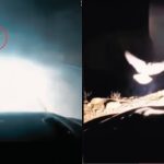 ¿Señal del Cielo? Paloma ‘salvó’ a conductor al ‘evitar’ que cayera en un barranco