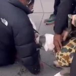 VIDEO: Pitbull ataca a bebé en Nueva York; así lograron liberarlo