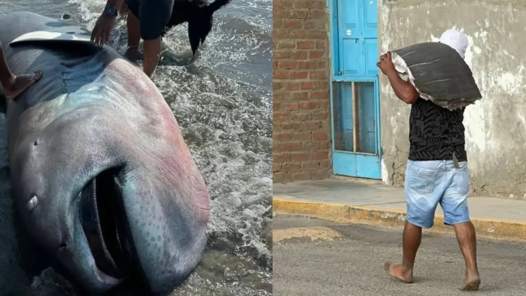 Hallan raro tiburón megaboca en playa de Perú y lo hacen ceviche