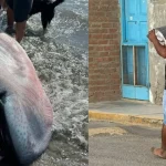 Hallan raro tiburón megaboca en playa de Perú y lo hacen ceviche
