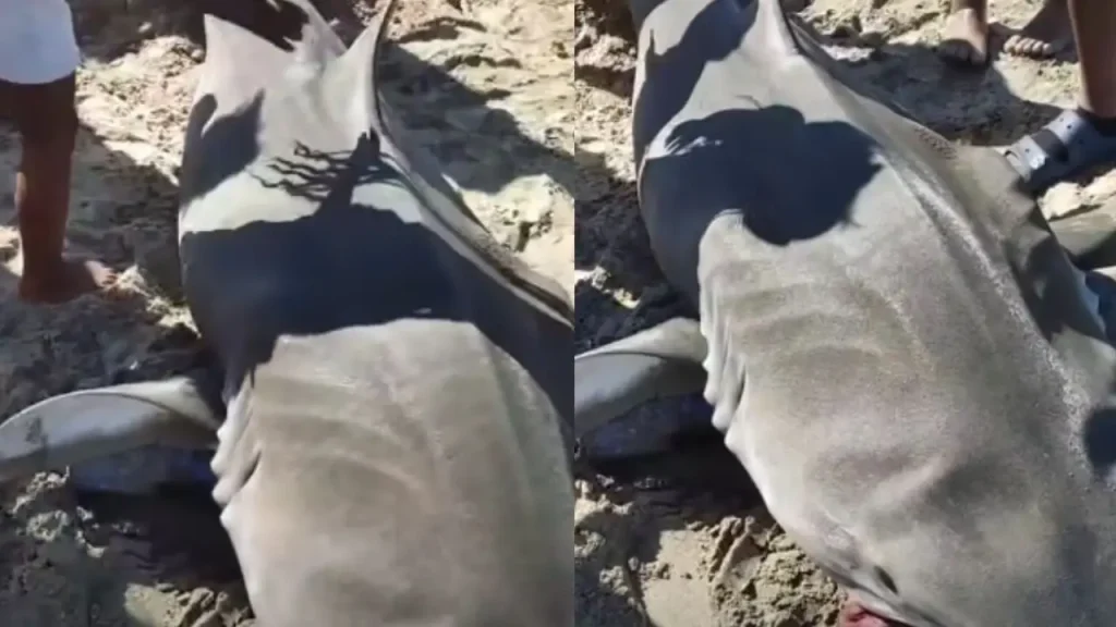 Aparece tiburón tigre y lo hacen banquete en playa de Corozal, en La Ceiba