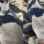 Aparece tiburón tigre y lo hacen banquete en playa de Corozal, en La Ceiba