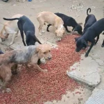 Indignación en México por presunta venta de carne de perro a taquerías
